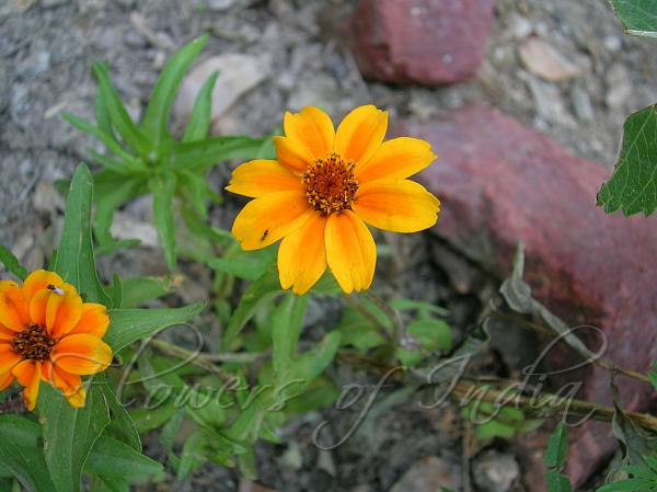 Zinnia 'Profusion Orange'